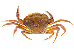 Crabe rouge 3cm